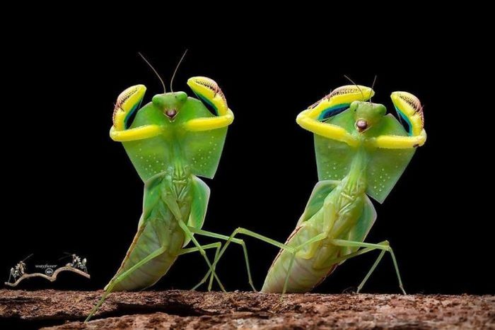Photographer Captures Beautiful Close Up Moments Of Mantises