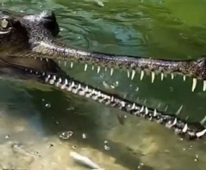 A Rare And Endagered Crocodile Species Footage