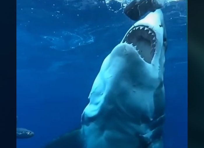 Great White Shark In Slow Motion Video