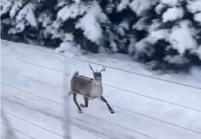 Reindeer Easily Keeping Up With Train Video
