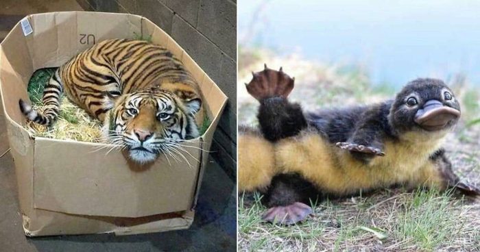 12 Adorable Animal Bloopers That Will Brighten Your Day (New Photos)