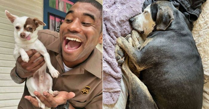 12 Wholesome Dog Moments That’ll Make Your Day